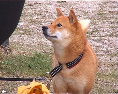 Kuma