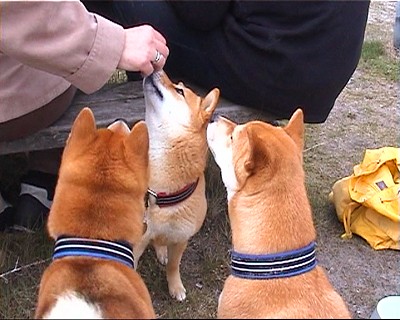 Paw, Kuma og Aika