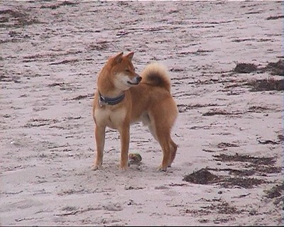 Paw