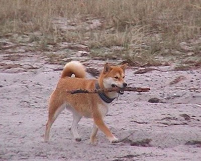Aika